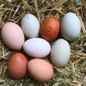 Eggs: Washed or Unwashed? Image